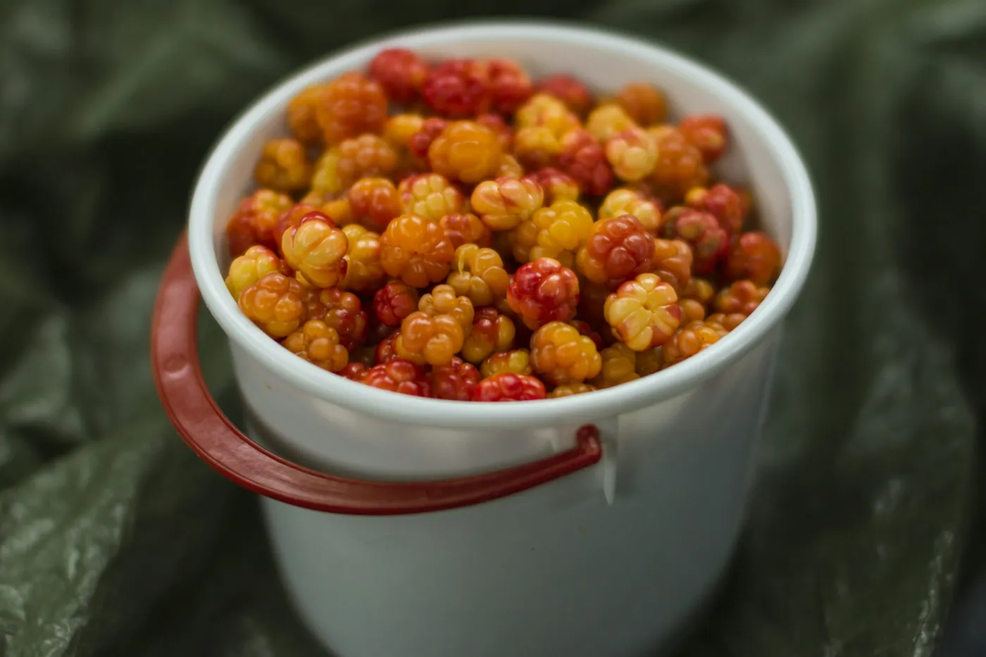 Un cubo blanco lleno hasta arriba de moras árticas