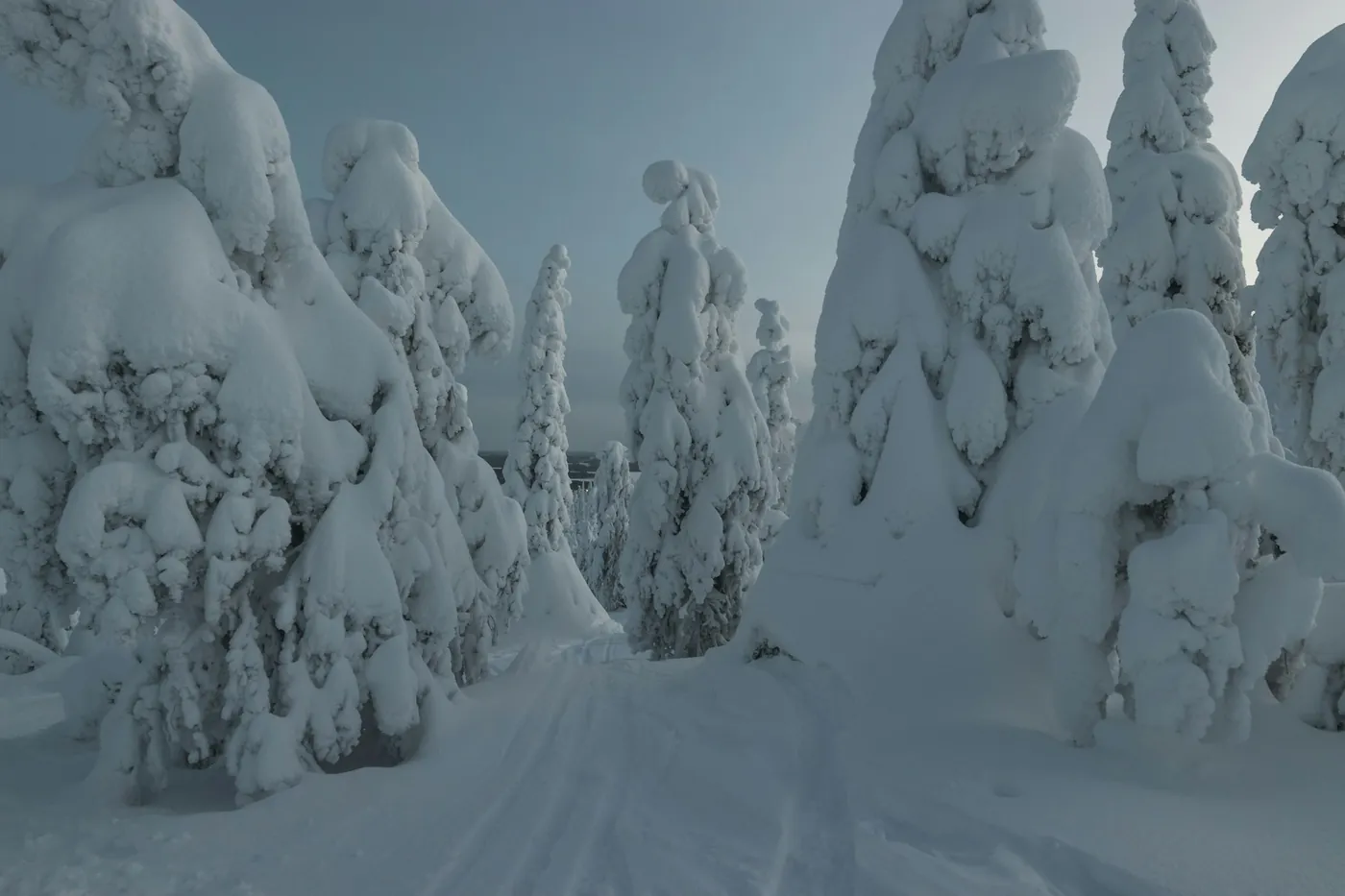 Épicéas ployant sous une épaisse couche de neige et de givre au bord d’une piste de ski, dans une lumière tamisée
