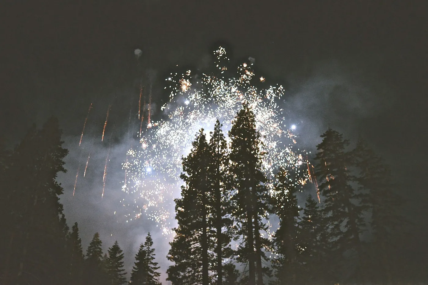 Fuochi d'artificio dietro alcune conifere di notte
