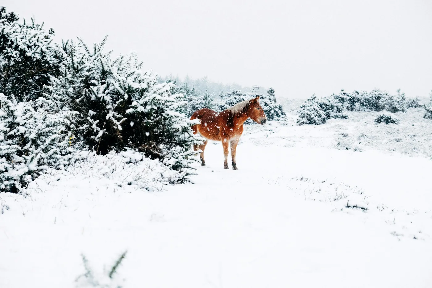 Un caballo marrón de pie sobre suelo nevado junto a arbustos cubiertos de nieve