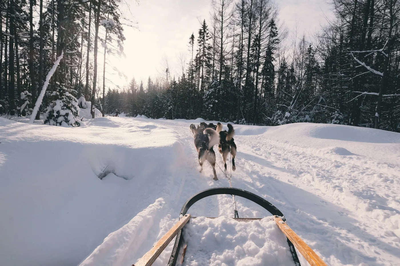 Twee sledehonden die een slee over een pad door een besneeuwd bos trekken, gezien vanaf de slee