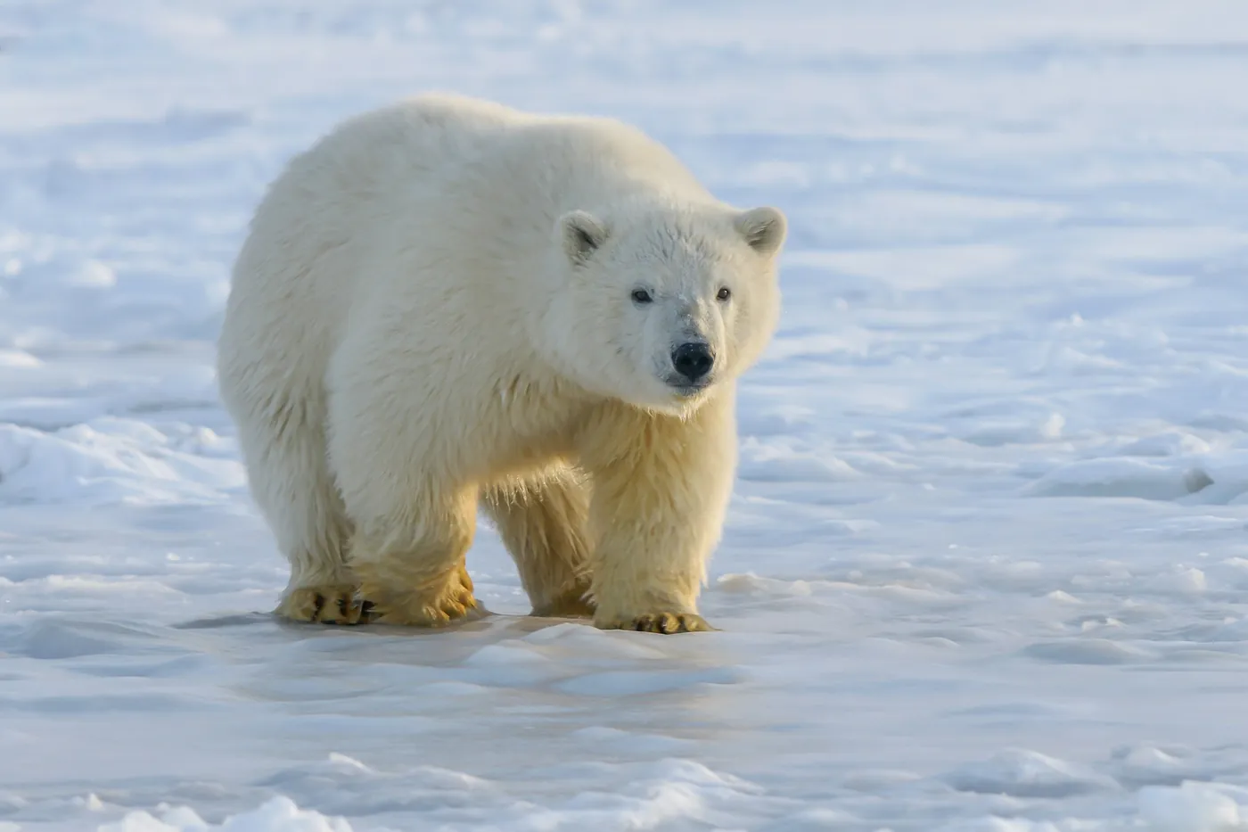 Ein junger Eisbär steht auf Schnee und Eis