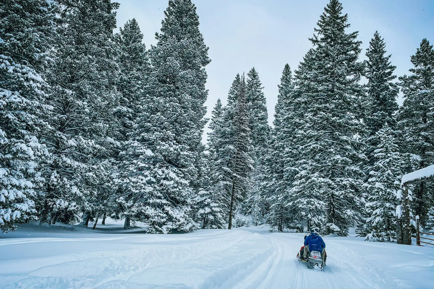 Una persona en moto de nieve por una pista entre abetos cubiertos de nieve
